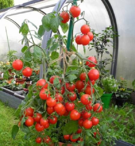 Tomate cherry (500 gr)
