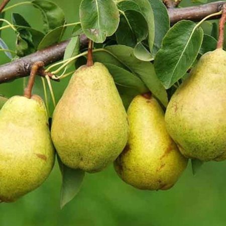 Pera kg