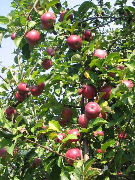 Manzana kg