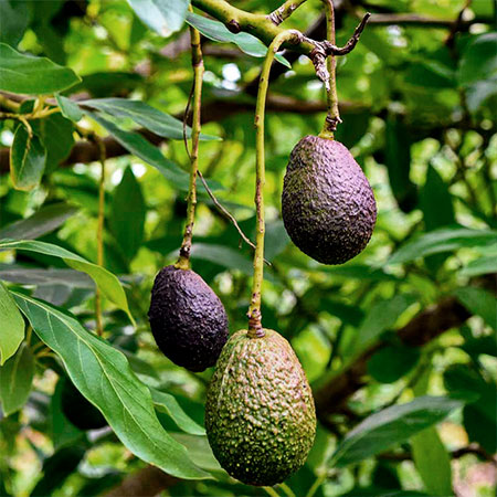 Palta Hass (2 und)
