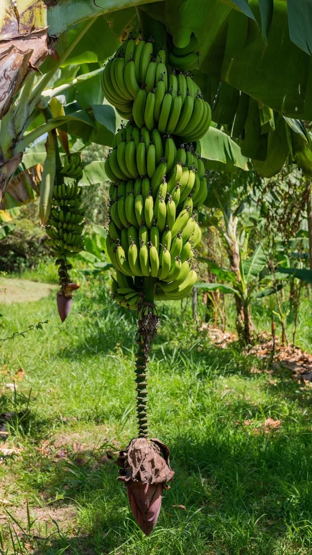 Banana kg