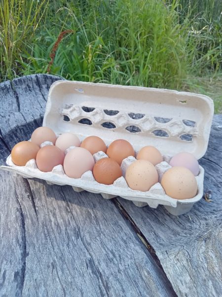 Docena huevos de campo
