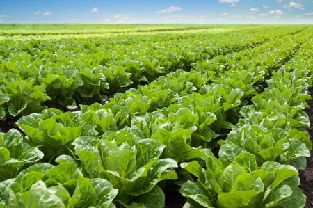 Lechuga (und)