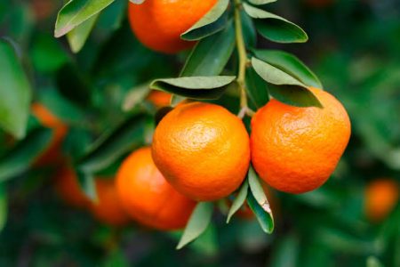 Mandarina kg