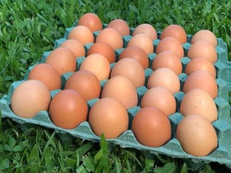 Huevos de campo maple