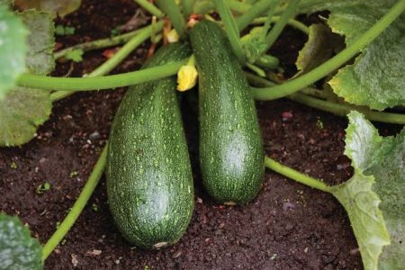 Zucchini kg