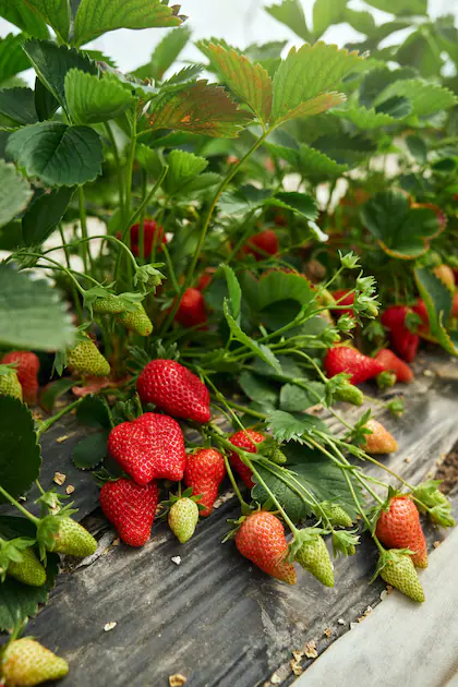 Frutillas (1/2 kilo)