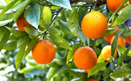 Naranja kg