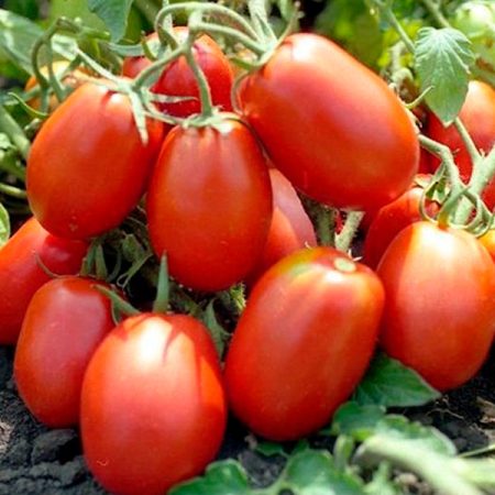 Tomate kg